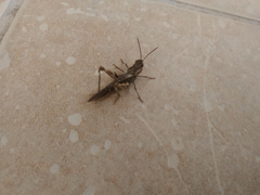 Chorthippus maritimus maritimus
