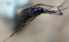 Psorophora howardii