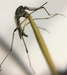 Psorophora howardii