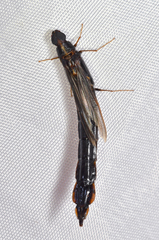 Atractocerus brasiliensis