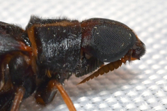 Atractocerus brasiliensis