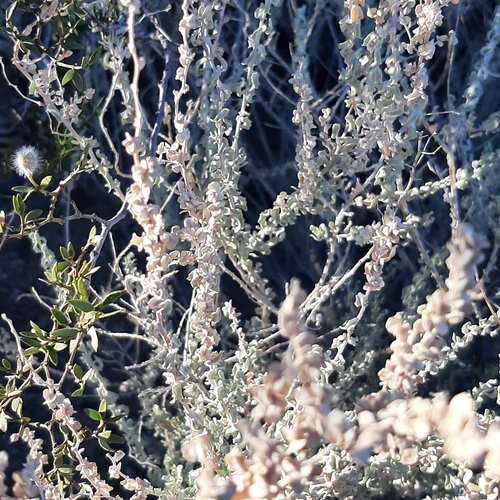 Image of Atriplex undulata by (c) veonatura, some rights reserved (CC BY)