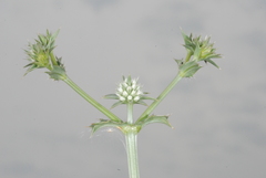 Eryngium stenophyllum