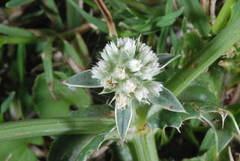 Eryngium stenophyllum