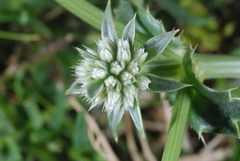 Eryngium stenophyllum