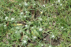 Eryngium stenophyllum