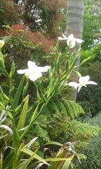 Dietes robinsoniana