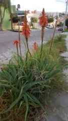Aloe arborescens