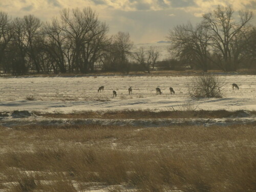 White-tailed Deer