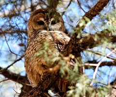 Strix occidentalis lucida