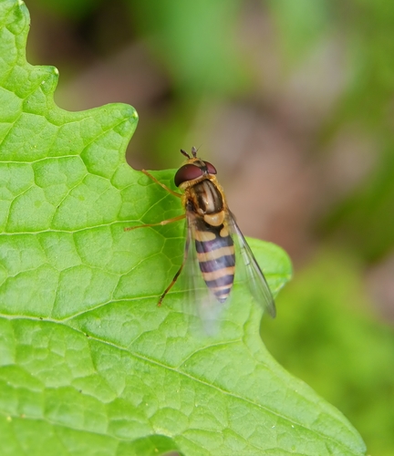 Eastern Flower Fly photo 3