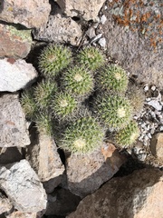 Mammillaria compressa compressa