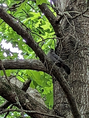 Gray Catbird photographed in Alabama