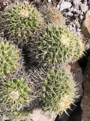 Mammillaria compressa compressa