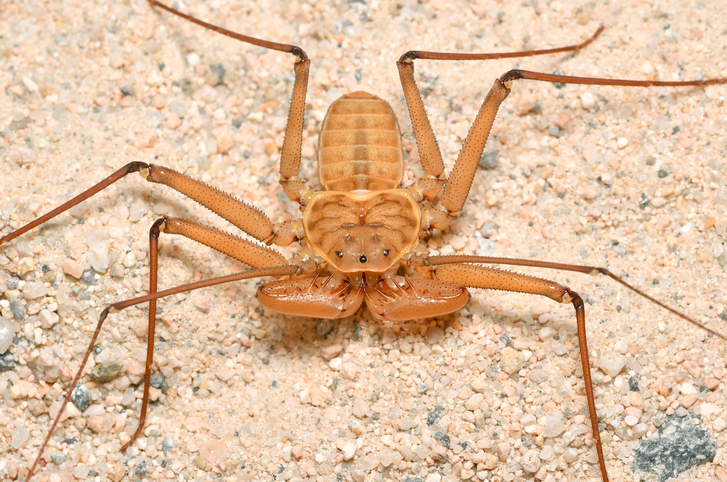 Baja Tailless Whipscorpion