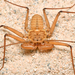 Tailless Whipscorpions - Photo (c) Christian Schwarz, some rights reserved (CC BY-NC), uploaded by Christian Schwarz