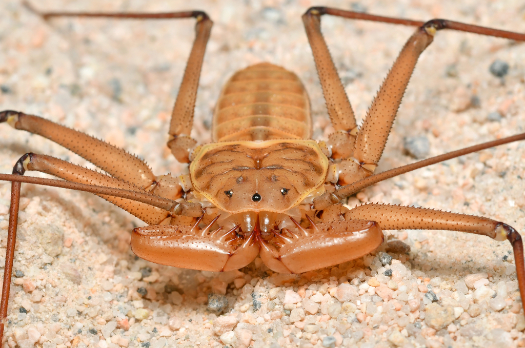 Phrynid Tailless Whipscorpions