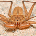 Phrynid Tailless Whipscorpions - Photo (c) Christian Schwarz, some rights reserved (CC BY-NC), uploaded by Christian Schwarz