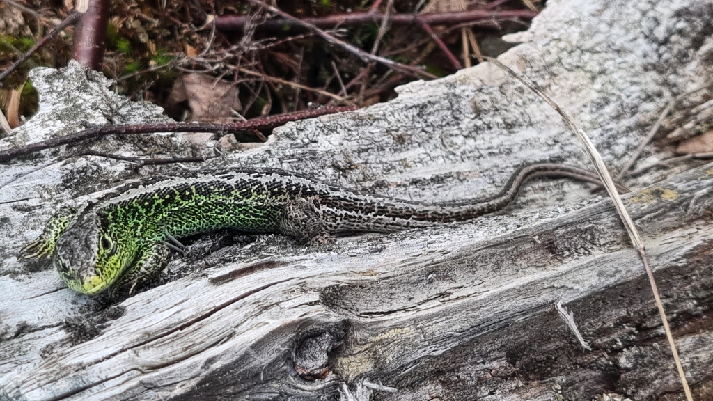 April Lizard Sand Lizard in April 2023 by Milo · iNaturalist