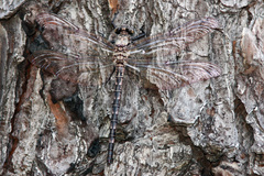 Tachopteryx thoreyi