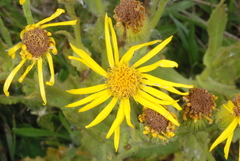 Senecio heterotrichius