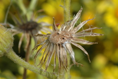 Senecio heterotrichius