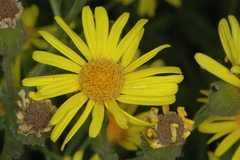 Senecio selloi