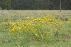 Senecio selloi