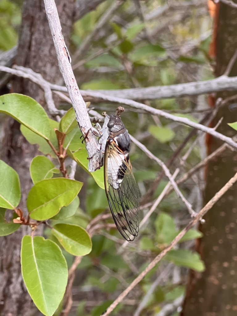 Cayman Brac Cicada