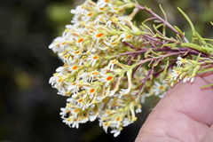 Hebenstretia robusta