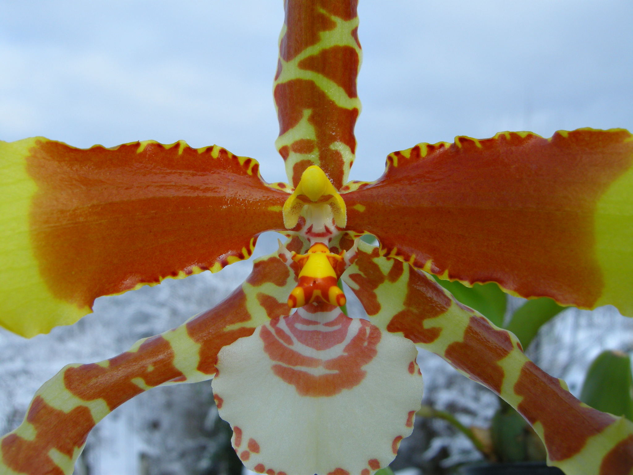 Rossioglossum