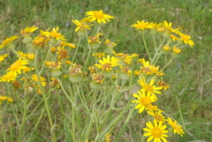 Senecio selloi