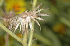 Senecio selloi