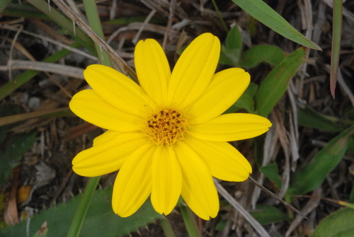 Wedelia montevidensis, photograph 3