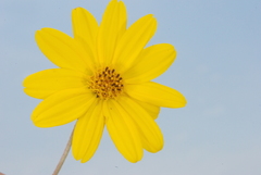 Sphagneticola brachycarpa