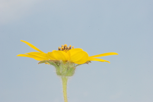 Wedelia montevidensis, photograph 5