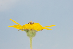 Sphagneticola brachycarpa