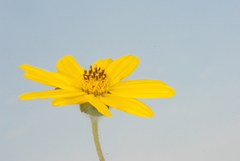 Sphagneticola brachycarpa