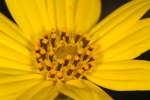 Wedelia montevidensis, photograph 6