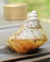 Conulinus