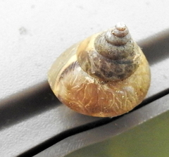 Conulinus