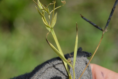 Image of Lathyrus pusillus by (c) Dan Johnson, some rights reserved (CC BY)
