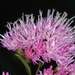 Vernonanthura - Photo (c) aacocucci,  זכויות יוצרים חלקיות (CC BY-NC), הועלה על ידי aacocucci