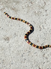 Micrurus tener fitzingeri