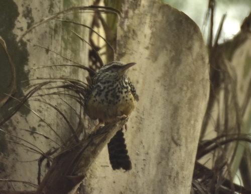 Band-backed Wren (Campylorhynchus zonatus), photo 2