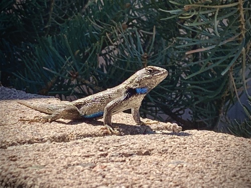 Bell's spiny lizard, Sceloporus cowlesi