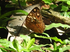 Junonia erigone