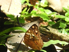 Junonia erigone