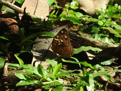 Junonia erigone