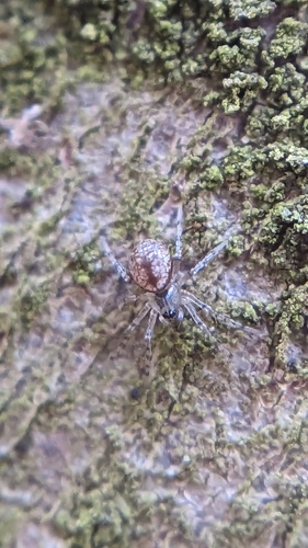Invisible Spider, Noordwijk, Zuid-Holland, Netherlands, photo 8 of 10